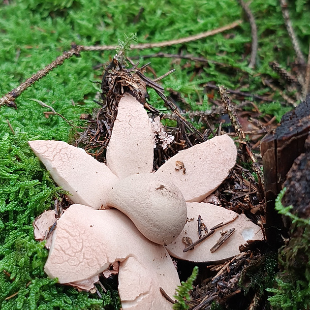I na podzim jste nosili z lesa košíky hub. Podívejte se na nejlepší úlovky