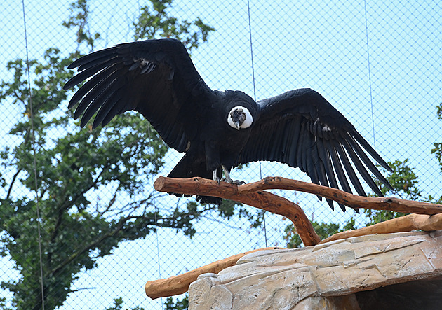 Ptačí chřipka zabila v pražské zoo osm ptáků včetně pelikána. Omezení potrvají