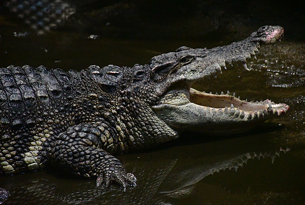 Krokodýl siamský si samici namlouvá vodním tancem, vibracemi těla rozkmitá hladinu