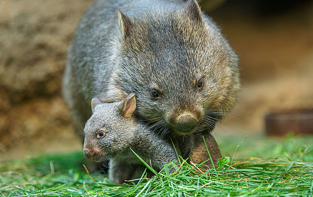 Mládě, co trousí kostičky, už z vaku mámy vombatice vylézá na procházky