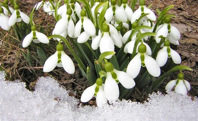 Poslední březnový víkend bude mrazivý, ve vyšších polohách dokonce nasněží