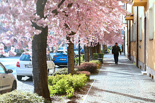 OBRAZEM: Jako v Japonsku. Turnovskou ulici zbarvily kvetoucí sakury dorůžova