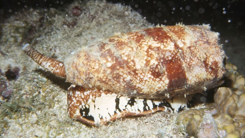 Český turista na pláži v Egyptě sebral mušli. Nikdy nedělejte stejnou chybu, varuje ostatní