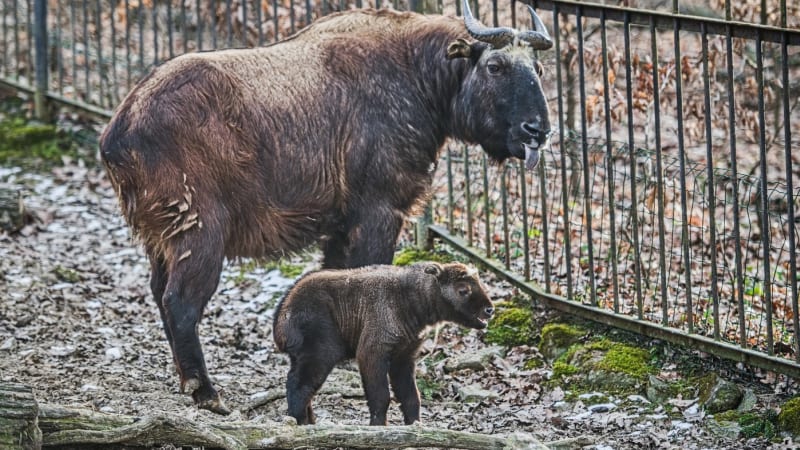 Nepochopitelné záběry z brněnské zoo: Muž zdolal zábranu a útočil klackem na zvíře v kleci