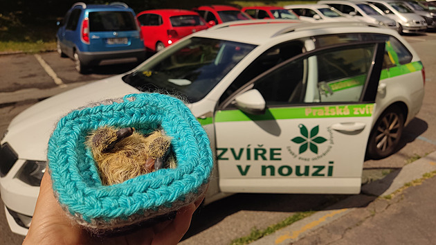 Zvířecí záchranka má kvůli vedru a suchu napilno. Často pomůže miska s vodou