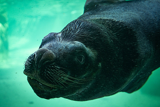 V liberecké zoo uhynul lachtan Hugo. Pozřel kus panenky patrně od návštěvníka