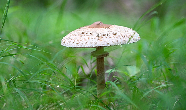 Klouzky, křemenáče, bedly. Mykologové věří, že hub bude přibývat, a zvou na výstavu