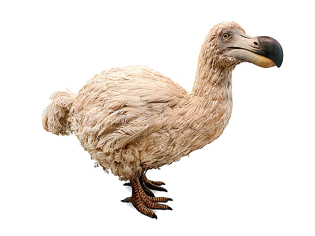 Dodo znovu na scéně? Vědci chtějí pomocí AI oživit blbouna nejapného