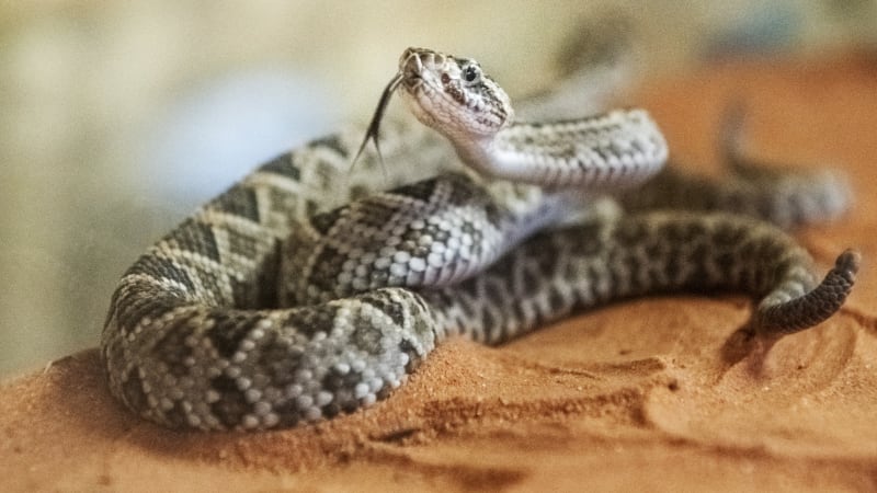 Chřestýš v ponožkách, v krvi kokain a plné kufry ještěrů. Němečtí celníci nevěřili svým očím