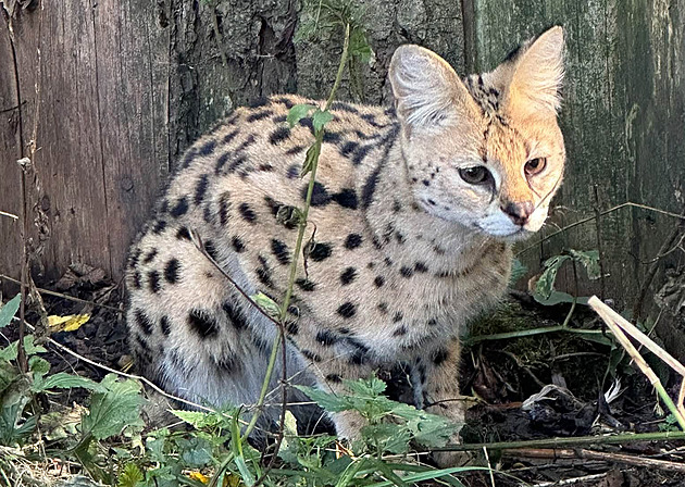 Uprchlý serval se našel. Už jsme ani nedoufali, dojalo provozovatele zookoutku